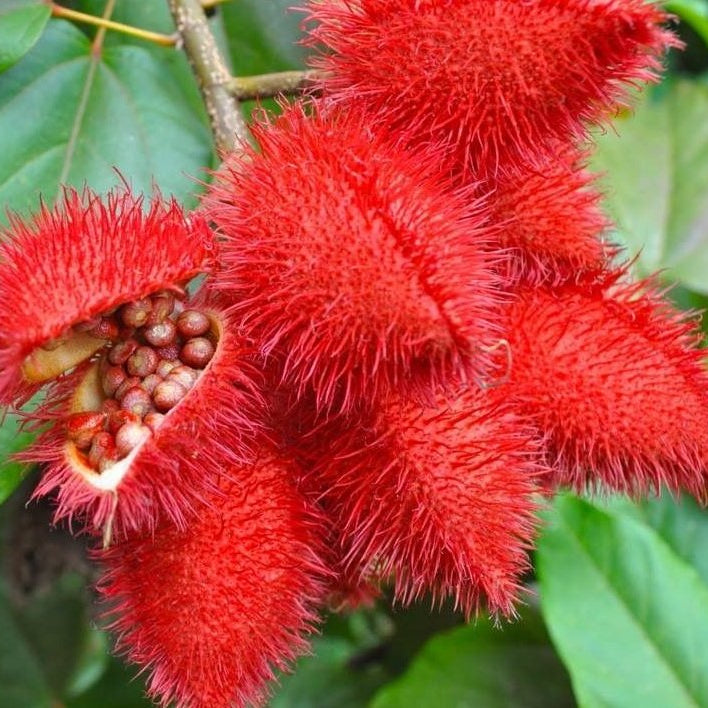 Hyper E Tocotrienols (Liquid)