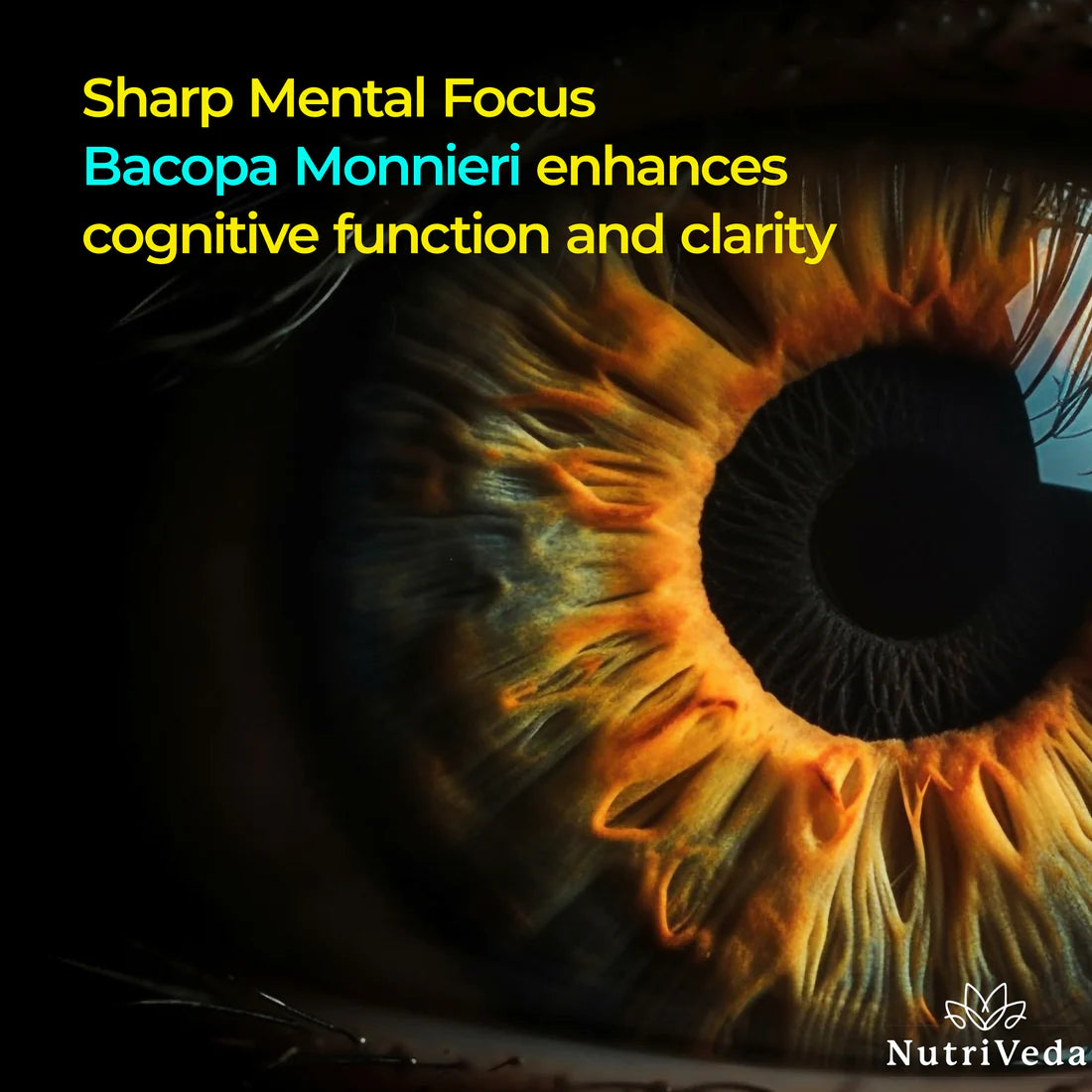 Ignite - Total Shred